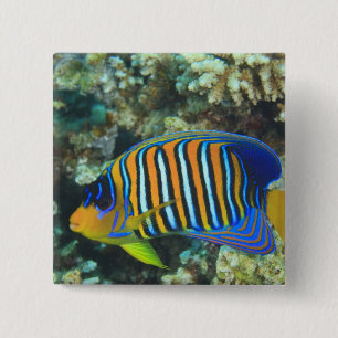 Bóton Quadrado 5.08cm Juvenile Regal Angelfish Pygoplites