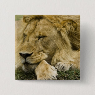 Bóton Quadrado 5.08cm Leão Africano, Panthera leo, deitado dormindo