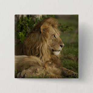 Bóton Quadrado 5.08cm Leão, Panthera leo, Lower Mara, Masai Mara GR,