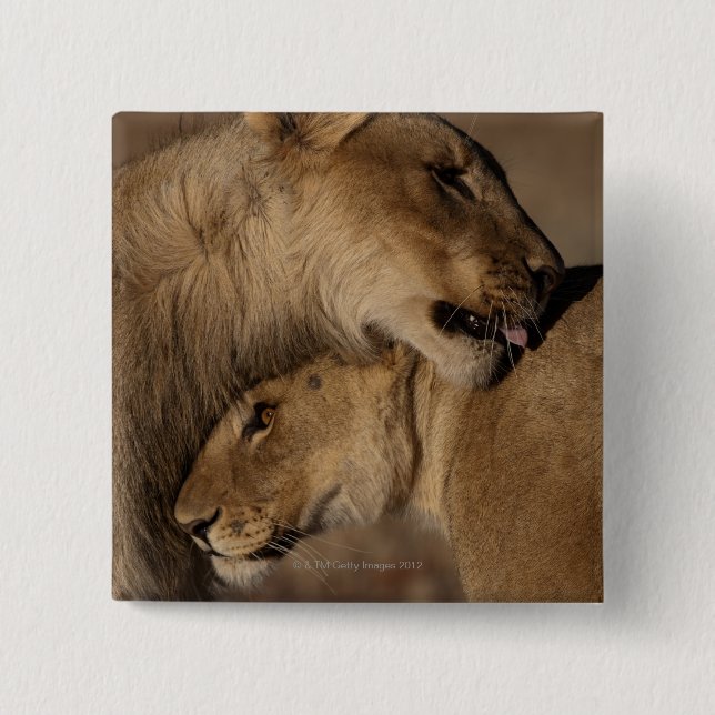 Bóton Quadrado 5.08cm Leões (Panthera leo) (Frente)