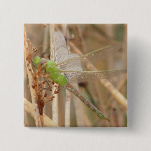 Libélula Verde I1