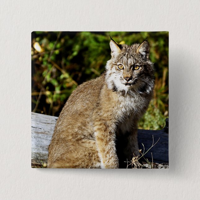 Bóton Quadrado 5.08cm Lince canadense (Frente)