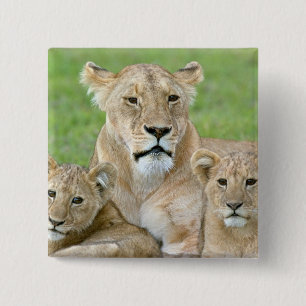 Bóton Quadrado 5.08cm Lioness e Dois Cubs, África Oriental, Tanzânia,
