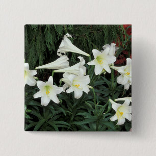 Bóton Quadrado 5.08cm Lírio-de-páscoa (Lilium regale)