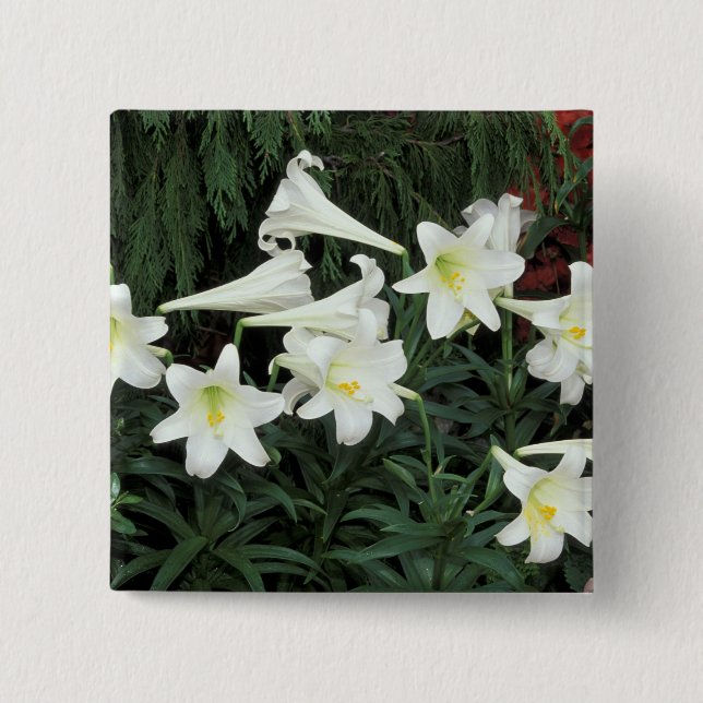 Bóton Quadrado 5.08cm Lírio-de-páscoa (Lilium regale) (Frente)