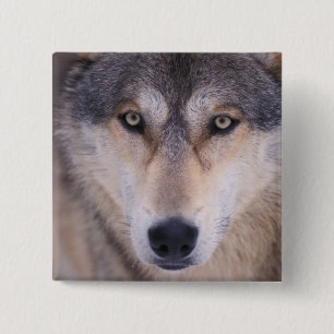 Bóton Quadrado 5.08cm lobo cinzento, Canis lupus, close-up dos olhos
