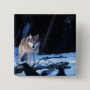 Bóton Quadrado 5.08cm lobo cinzento, Canis lupus, nos contrafortes