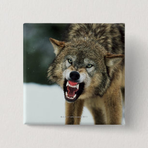 Bóton Quadrado 5.08cm Lobo cinzento Snarling