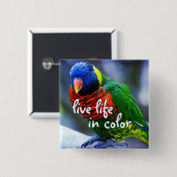 Lorikeet red blue green bird live life of color