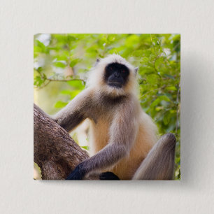 Bóton Quadrado 5.08cm Macaco na selva do Parque Nacional de Ranthambore