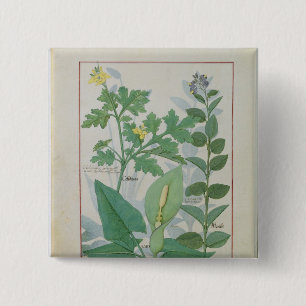 Bóton Quadrado 5.08cm Maior Celandine ou papoila