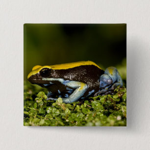 Bóton Quadrado 5.08cm Mantela-de-orelha-preta, Mantella expectata,