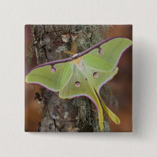 Bóton Quadrado 5.08cm Mariposa Seda Luna