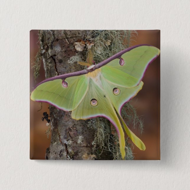 Bóton Quadrado 5.08cm Mariposa Seda Luna (Frente)