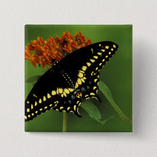 Bóton Quadrado 5.08cm Michigan, Rochester. Preto oriental americano