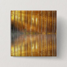 Misty Forest Scene