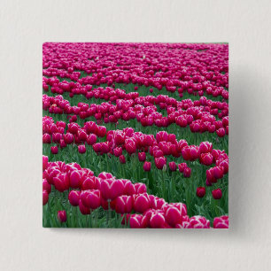 Bóton Quadrado 5.08cm Mostrar jardim de bulbos de tulipas de floração pr