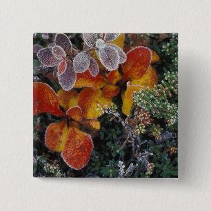 Bóton Quadrado 5.08cm NA, EUA, Alasca. Parque Nacional Denali. Bearberry