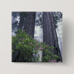 Bóton Quadrado 5.08cm NA, EUA, Califórnia. Parque Estadual da Costa Nor