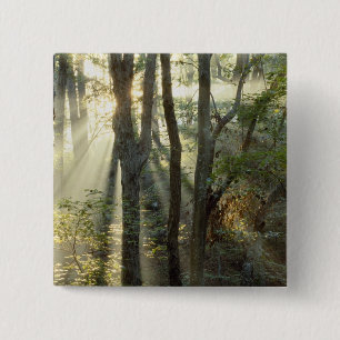 Bóton Quadrado 5.08cm Nascer do sol através da floresta de carvalho e no