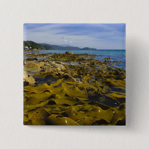 Bóton Quadrado 5.08cm Nova Zelândia, Southland, Ilha Stewart. Kelp