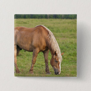 Bóton Quadrado 5.08cm Novo Brunswick, Canadá. Cavalo no campo.