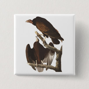 Bóton Quadrado 5.08cm O abutre turco de Audubon