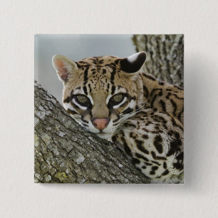 Bóton Quadrado 5.08cm Ocelot, Felis pardalis, cativo, fêmea descansando