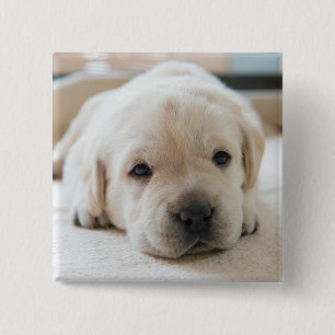 Bóton Quadrado 5.08cm Ouro Sonolento Labrador