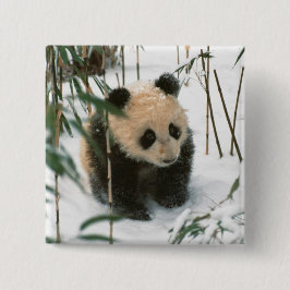Bóton Quadrado 5.08cm Panda cub na neve, Wolong, Sichuan, China