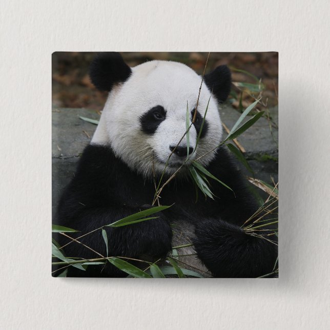 Bóton Quadrado 5.08cm Panda-gigante (Frente)