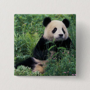 Bóton Quadrado 5.08cm Panda gigante na grama, Vale de Wolong, Sichuan