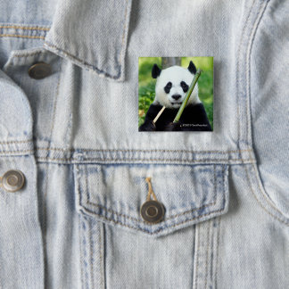 Bóton Quadrado 5.08cm Panda gigante que guardara o bambu