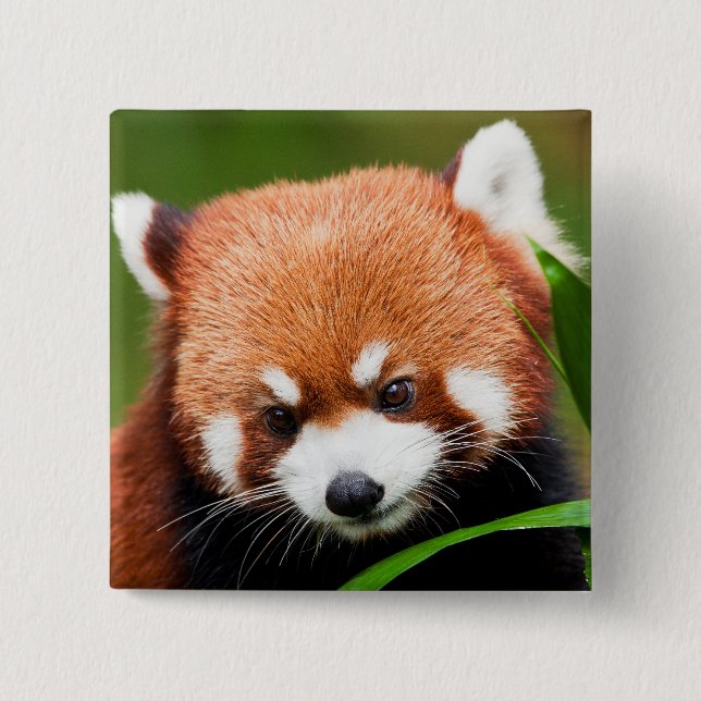 Bóton Quadrado 5.08cm Panda Vermelho Fofo (Frente)