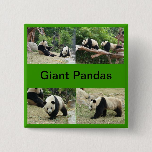 Bóton Quadrado 5.08cm pandas gigantes (Frente)