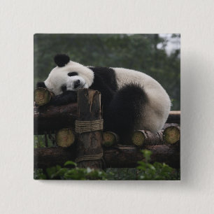 Bóton Quadrado 5.08cm Pandas gigantes na Proteção de Pandas Gigantes
