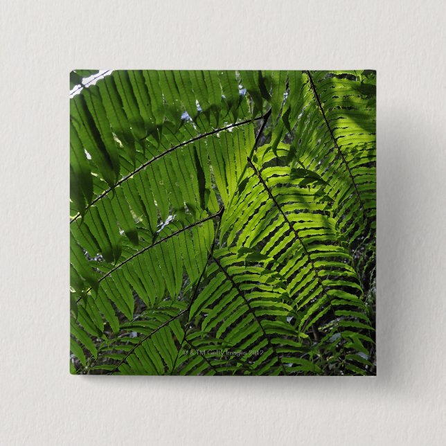 Bóton Quadrado 5.08cm Parque nacional das mães de Bach (Frente)