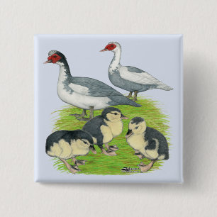 Bóton Quadrado 5.08cm Patos Azul Família Muscovy