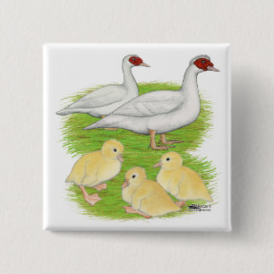 Bóton Quadrado 5.08cm Patos da Família Muscovy Branca