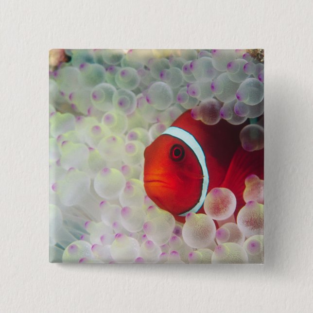 Bóton Quadrado 5.08cm Paupau Nova Guiné, Barreira Excelente Recife, (Frente)