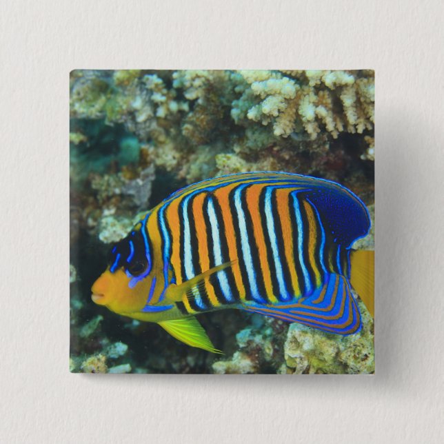 Bóton Quadrado 5.08cm Peixe-ângel-real juvenil Pygoplites (Frente)