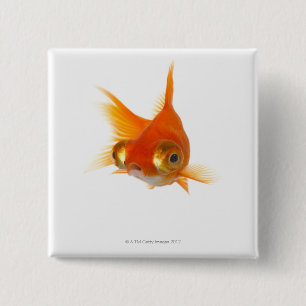 Bóton Quadrado 5.08cm Peixe dourado com olhos grandes