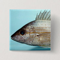 Peixes do grunhido