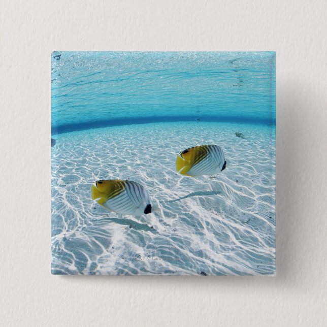 Bóton Quadrado 5.08cm Peixes no mar 2 (Frente)