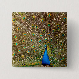 Bóton Quadrado 5.08cm Penas da Cauda Peacock