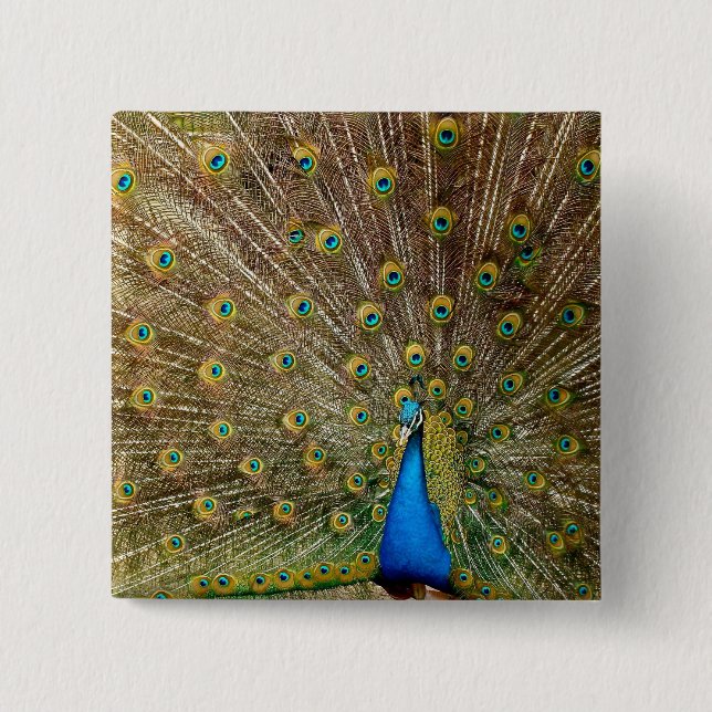 Bóton Quadrado 5.08cm Penas da Cauda Peacock (Frente)