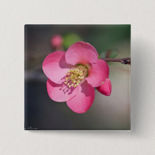 Bóton Quadrado 5.08cm Perfect Pink Flowering Quince