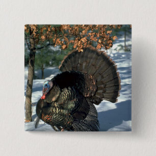 Bóton Quadrado 5.08cm Peru selvagem oriental, gobbler enorme no suporte