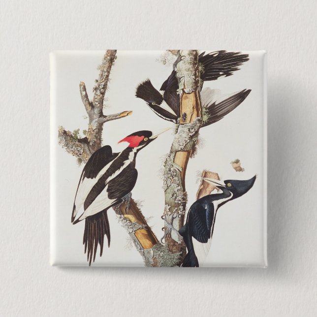 Bóton Quadrado 5.08cm pica-pau Marfim-faturado, 1829, (impressão) (Frente)