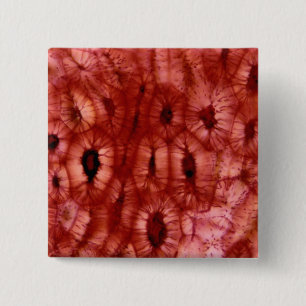 Bóton Quadrado 5.08cm Pilhas de Sclerenchyma de um poço da cereja